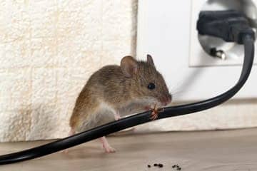 pest inspections edmonton home inspections